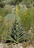 great mullein 